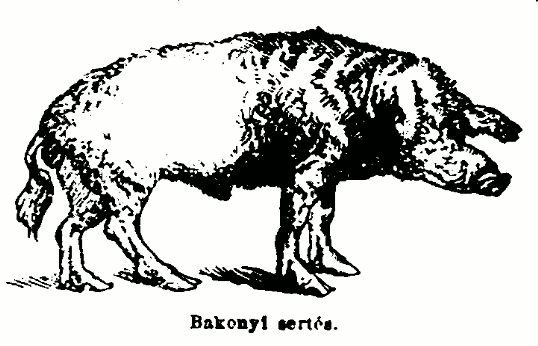 bakonyi sertés