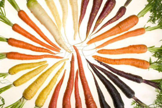 a sokszinu sargarepa_1920x730 sárgarépa