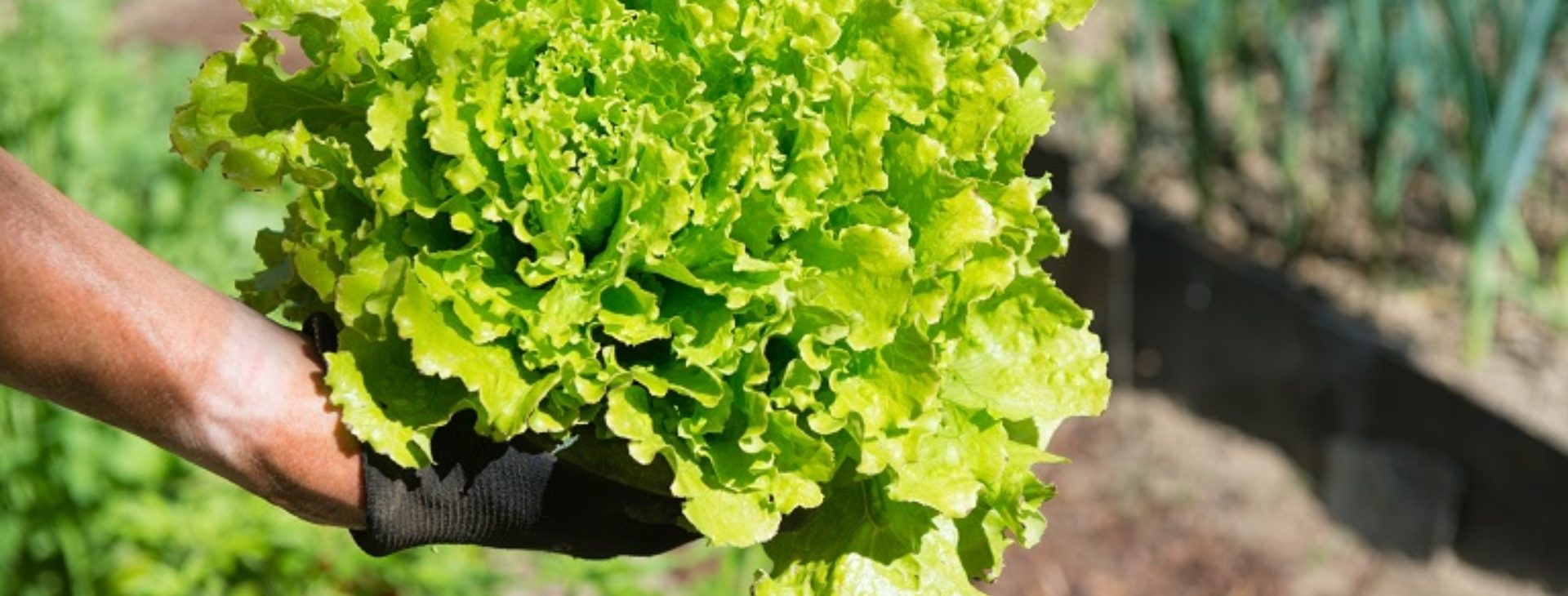 Hogyan termesszünk vízi salátát