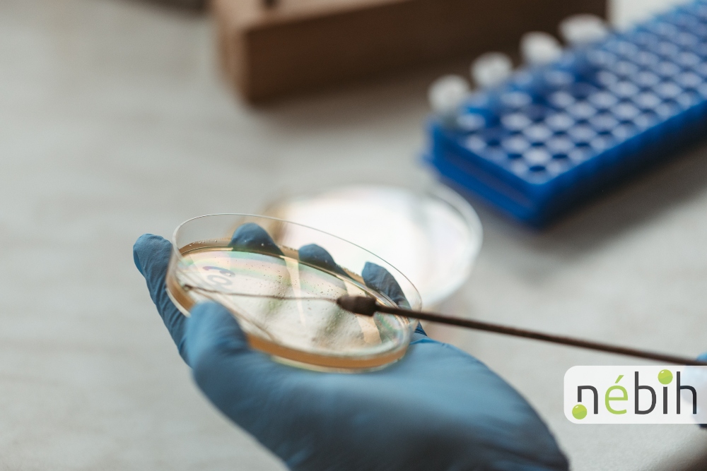 A fotón egy laborítóriumi szakember Petri csészében szélesztést végez.