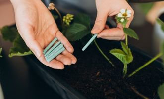 A képen virágzó palánta van, tőle balra egy kézben 5 db táprúd látható.