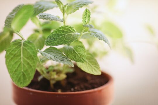 A képen cserepes menta növény van.